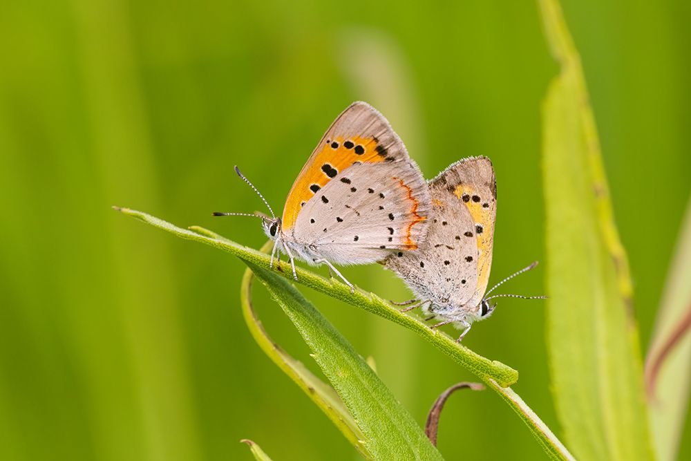 American Coppers in prairie mating Lawrence County-Illinois art print by Richard and Susan Day for $57.95 CAD