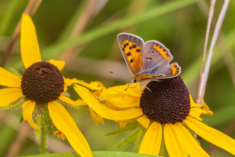 American Copper on Black-eyed Susan Lawrence County-Illinois art print by Richard and Susan Day for $57.95 CAD