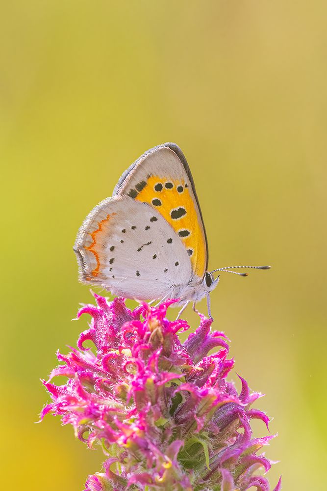 American Copper on Prairie Blazing Star Lawrence County-Illinois art print by Richard and Susan Day for $57.95 CAD