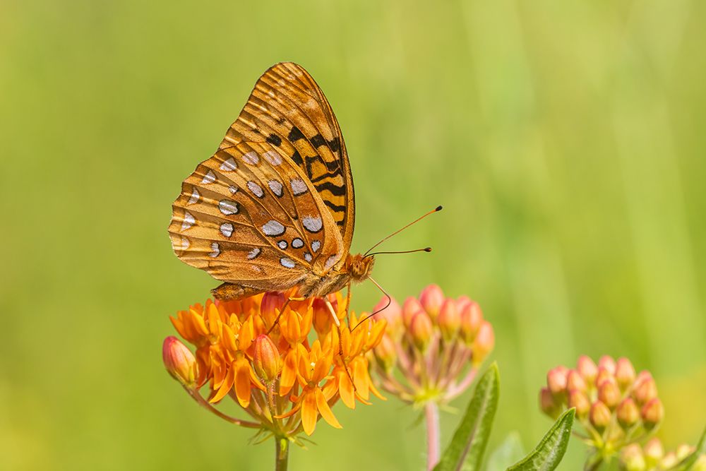 Great Spangled Fritillary-Marion County-Illinois-USA art print by Richard and Susan Day for $57.95 CAD