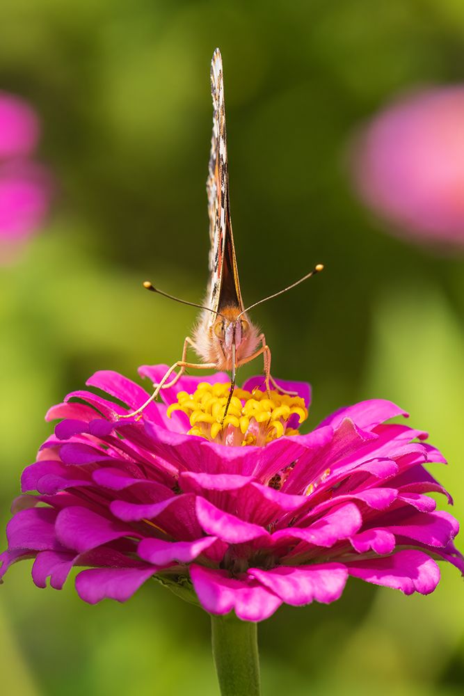 Painted Lady on zinnia-Marion County-Illinois art print by Richard and Susan Day for $57.95 CAD