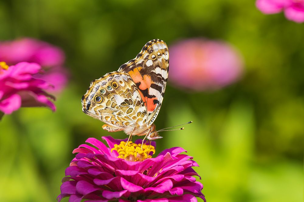 Painted Lady on zinnia-Marion County-Illinois art print by Richard and Susan Day for $57.95 CAD