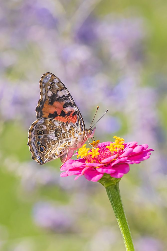 Painted Lady on zinnia-Marion County-Illinois art print by Richard and Susan Day for $57.95 CAD