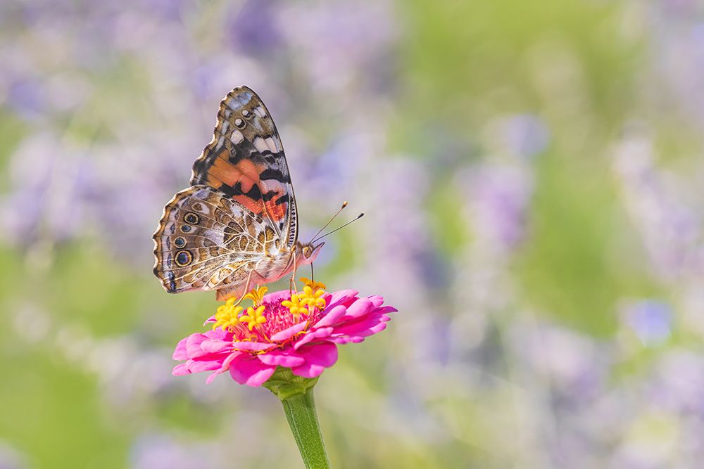 Painted Lady on zinnia-Marion County-Illinois art print by Richard and Susan Day for $57.95 CAD