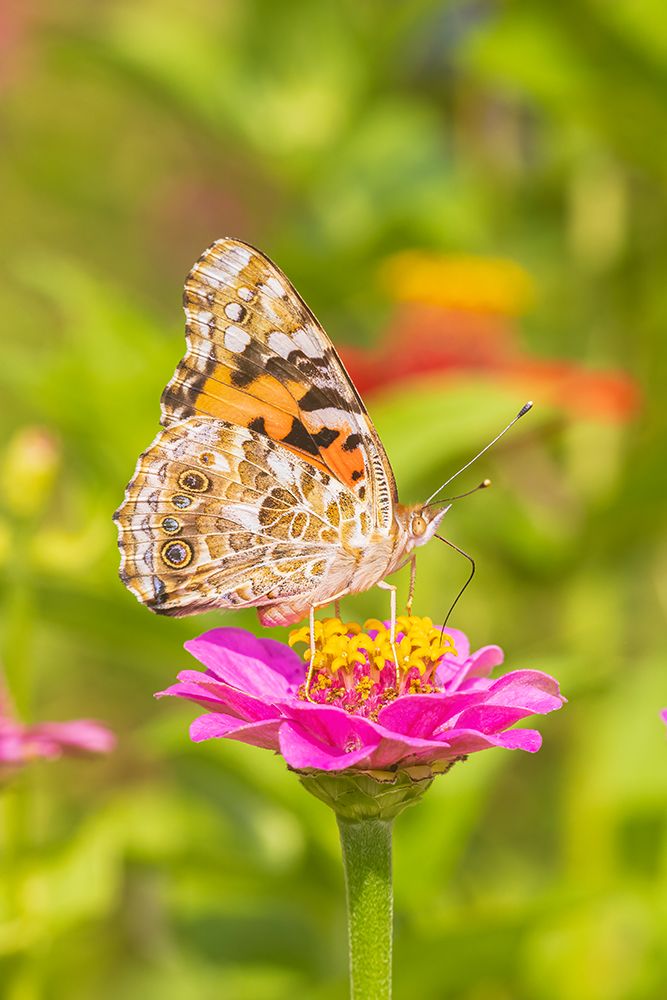 Painted Lady on zinnia-Marion County-Illinois art print by Richard and Susan Day for $57.95 CAD