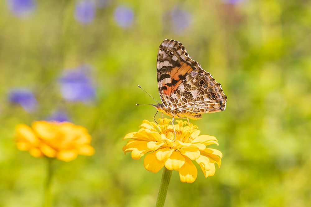 Painted Lady on zinnia-Marion County-Illinois art print by Richard and Susan Day for $57.95 CAD