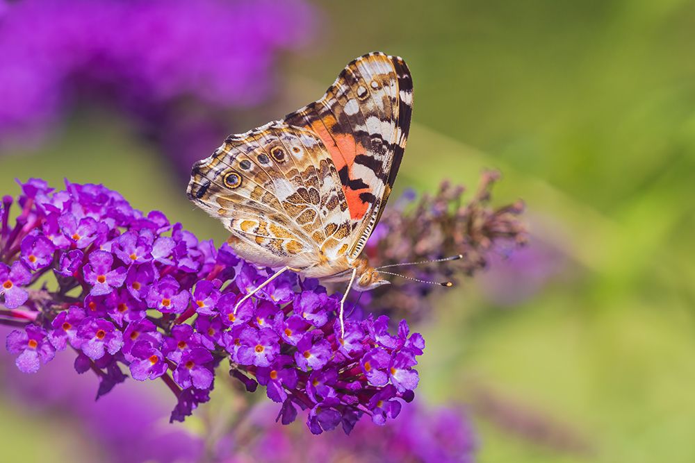 Painted Lady on Butterfly Bush-Marion County-Illinois art print by Richard and Susan Day for $57.95 CAD