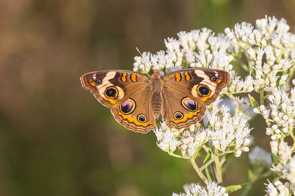 Common Buckeye on Common Boneset-Marion County-Illinois art print by Richard and Susan Day for $57.95 CAD