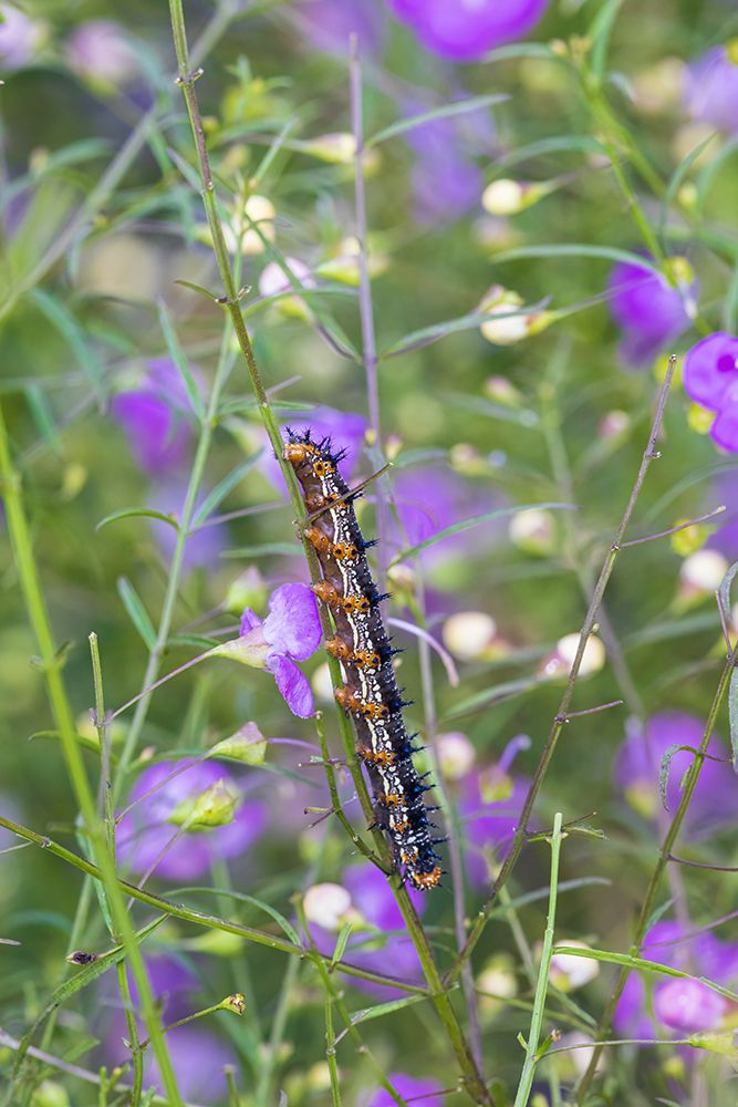 Common Buckeye caterpillar on Slender False Foxglove Lawrence County-Illinois art print by Richard and Susan Day for $57.95 CAD