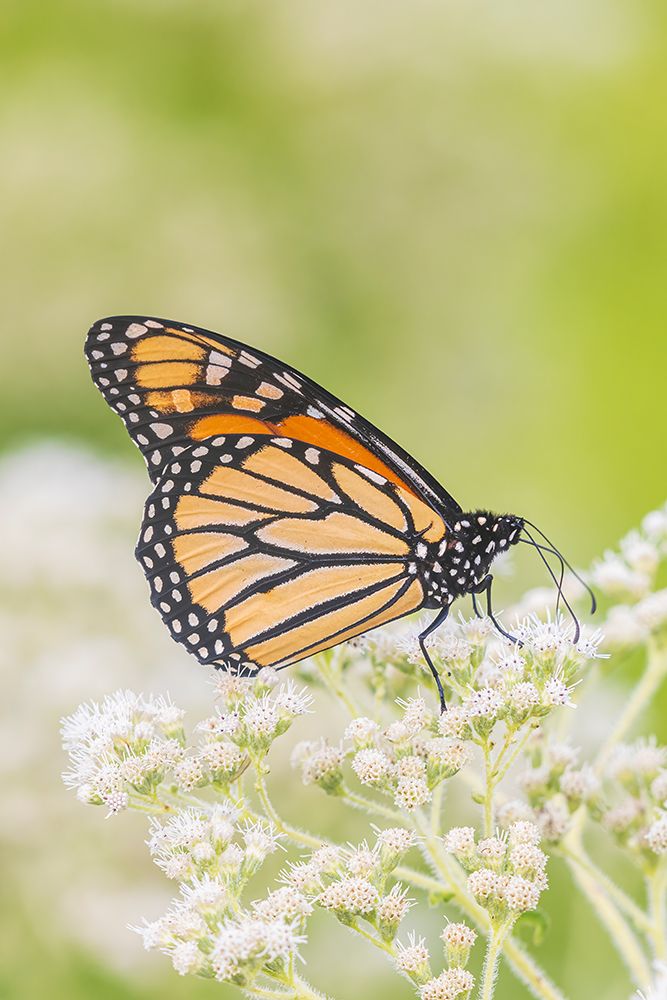 Monarch on Common Boneset-Marion County-Illinois art print by Richard and Susan Day for $57.95 CAD