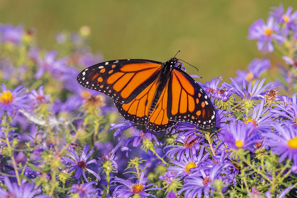 Monarch on Frikarts Aster-Marion County-Illinois art print by Richard and Susan Day for $57.95 CAD