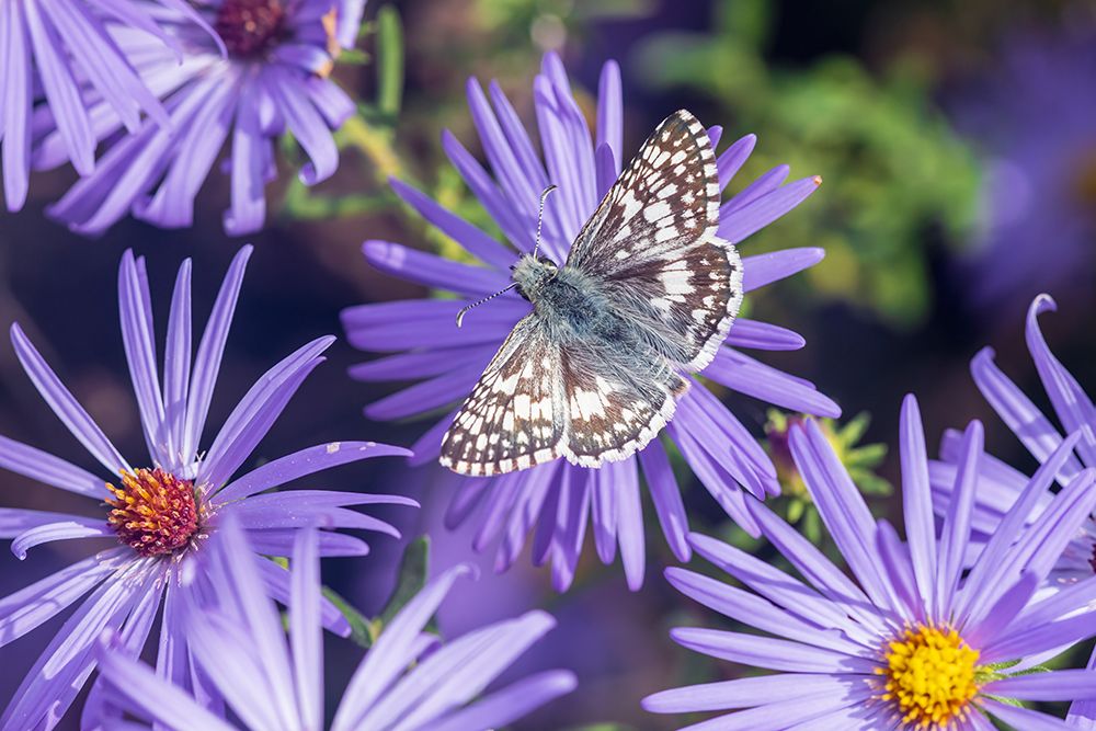 Common Checkered-Skipper on Frikarts Aster-Marion County-Illinois art print by Richard and Susan Day for $57.95 CAD