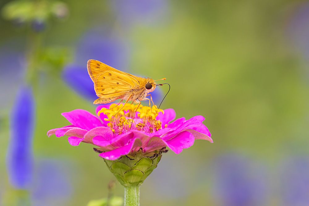 Fiery Skipper on Zinnia-Marion County-Illinois art print by Richard and Susan Day for $57.95 CAD