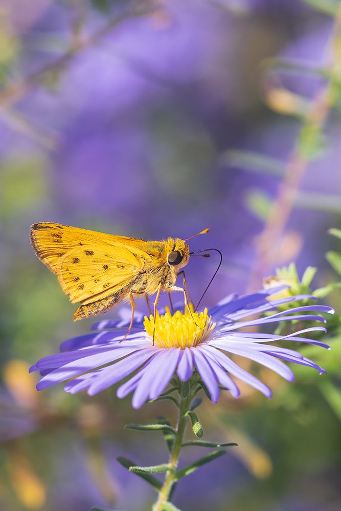 Fiery Skipper on Frikarts Aster-Marion County-Illinois art print by Richard and Susan Day for $57.95 CAD