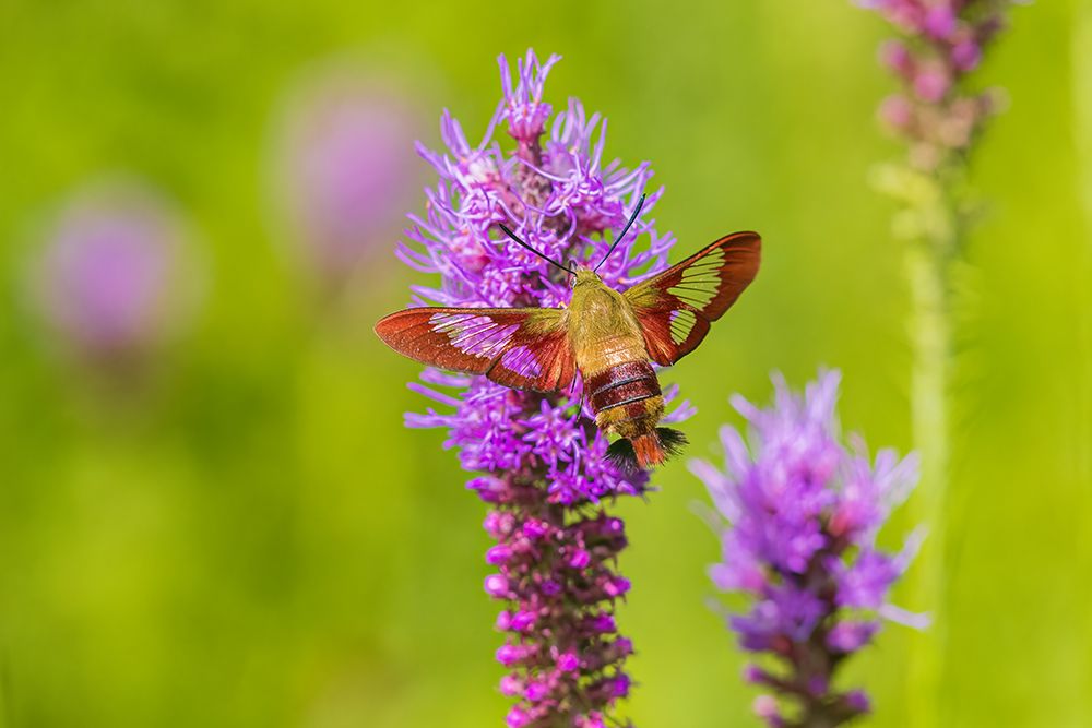 Hummingbird Clearwing moth at Prairie Blazing Star-Effingham County-Illinois art print by Richard and Susan Day for $57.95 CAD