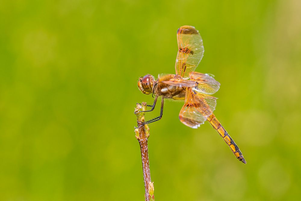 Painted Skimmer-Marion County-Illinois art print by Richard and Susan Day for $57.95 CAD