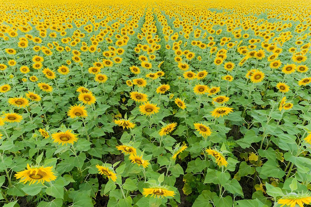 Aerial of a Sunflower field in bloom Jasper County-Illinois art print by Richard and Susan Day for $57.95 CAD