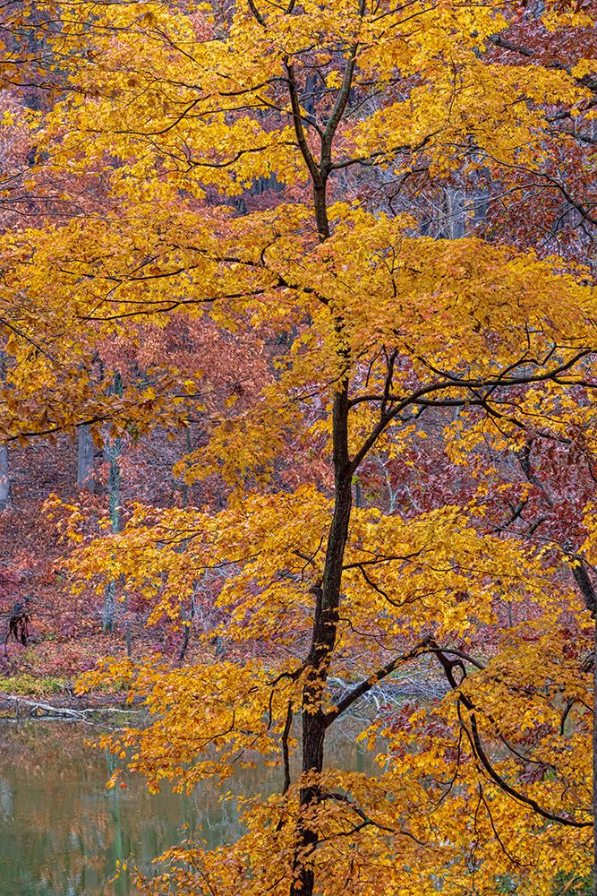 Fall color at Stephen A Forbes State Park-Marion County-Illinois art print by Richard and Susan Day for $57.95 CAD