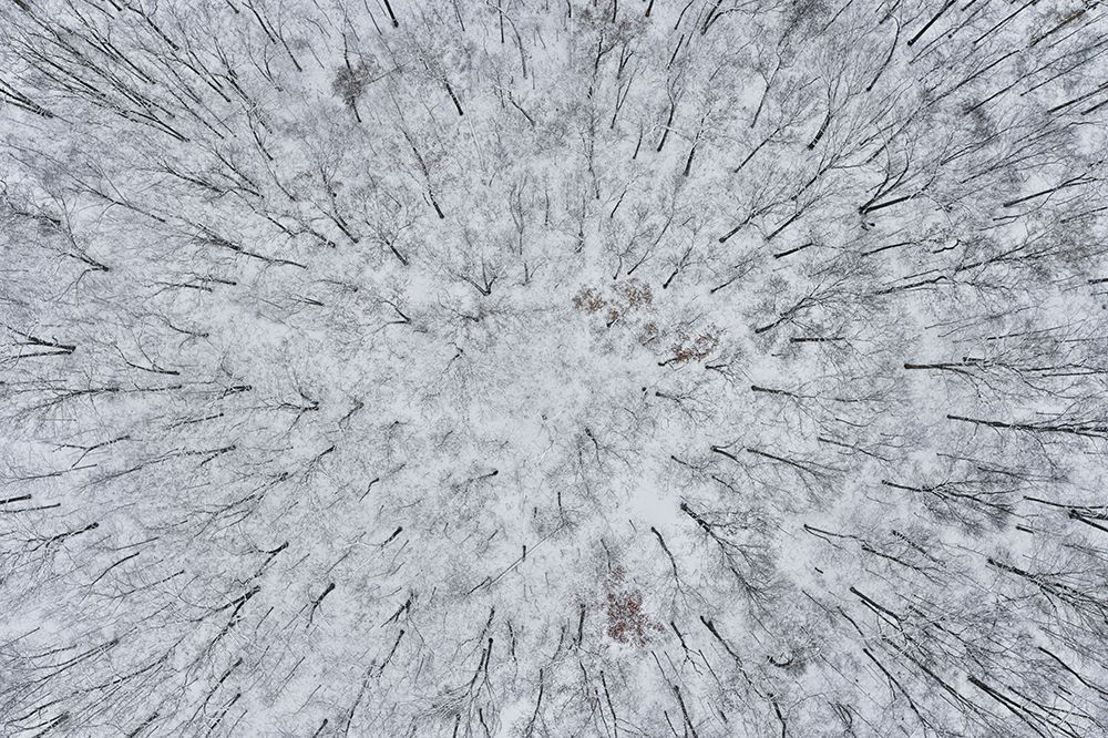 Aerial of forest after snowfall-Marion County-Illinois art print by Richard and Susan Day for $57.95 CAD