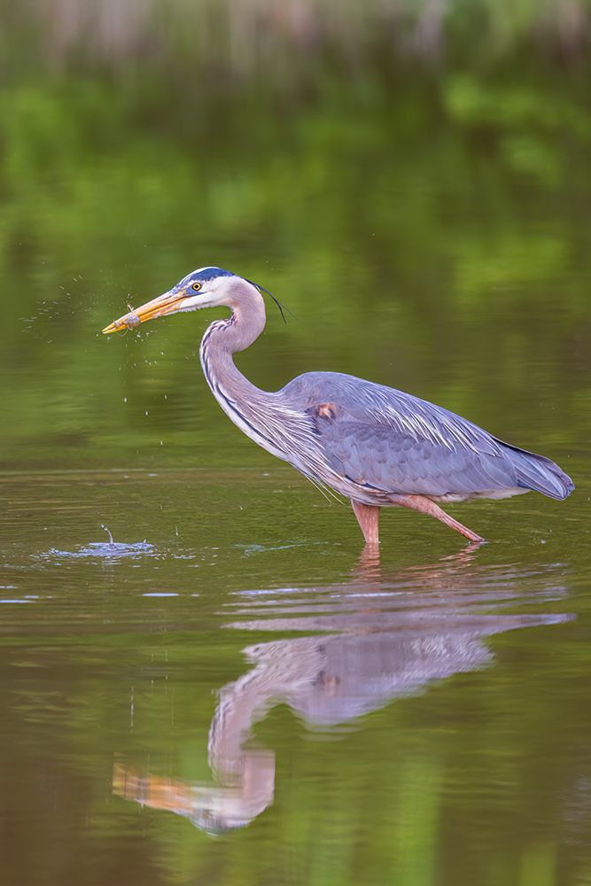Great blue heron hunting crayfish in wetland, Marion County, Illinois. art print by Richard and Susan Day for $57.95 CAD