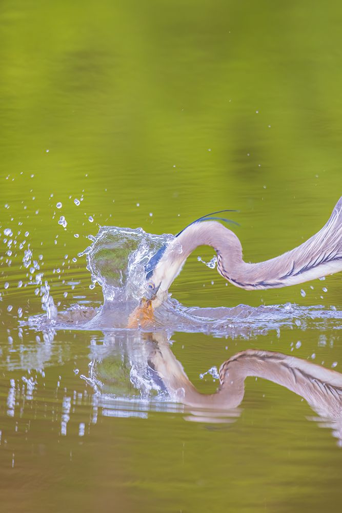 Great blue heron hunting crayfish in wetland, Marion County, Illinois. art print by Richard and Susan Day for $57.95 CAD