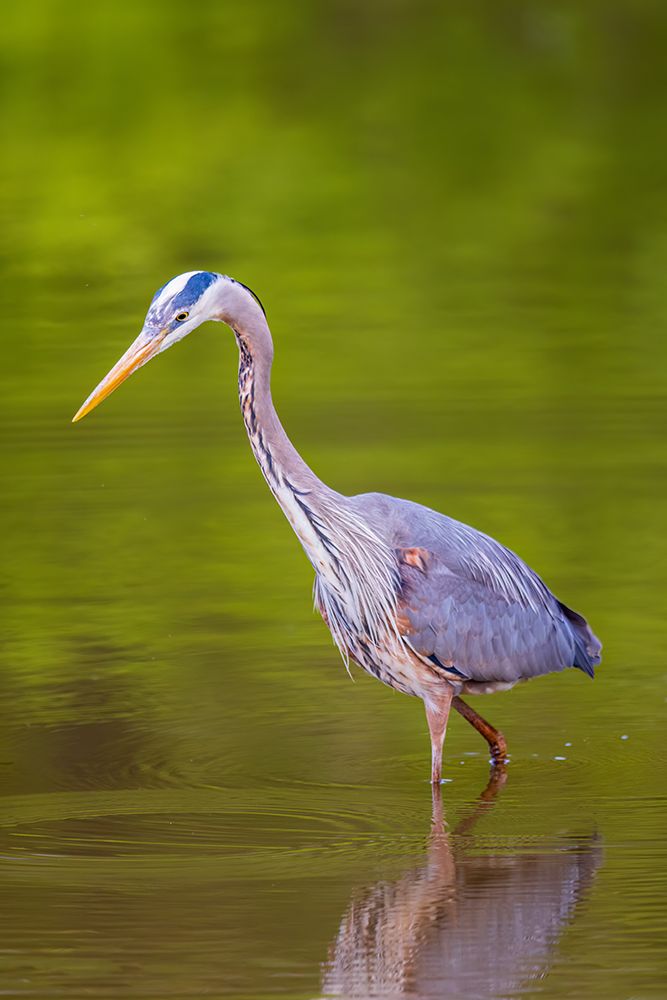 Great blue heron hunting crayfish in wetland, Marion County, Illinois. art print by Richard and Susan Day for $57.95 CAD