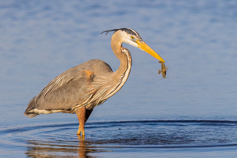 Great blue heron hunting crayfish in wetland, Marion County, Illinois. art print by Richard and Susan Day for $57.95 CAD