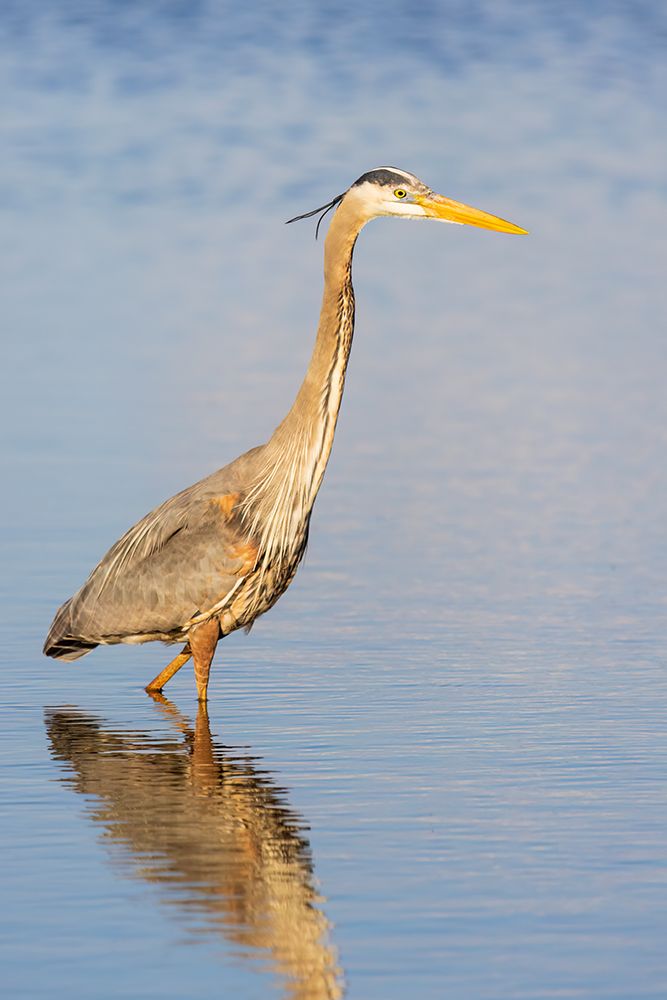 Great blue heron hunting crayfish in wetland, Marion County, Illinois. art print by Richard and Susan Day for $57.95 CAD