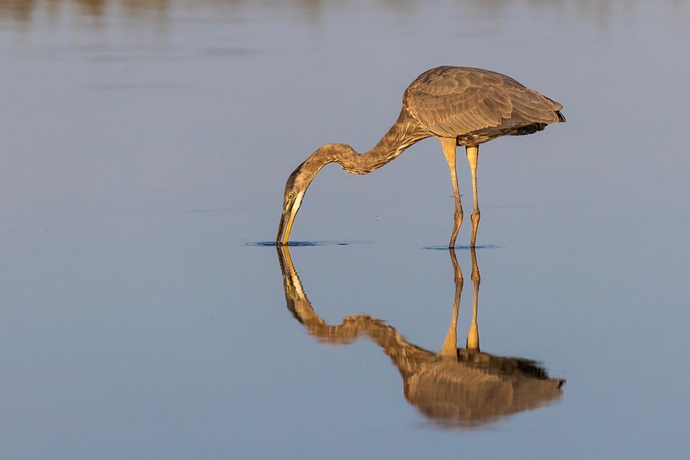 Great blue heron hunting crayfish in wetland, Marion County, Illinois. art print by Richard and Susan Day for $57.95 CAD
