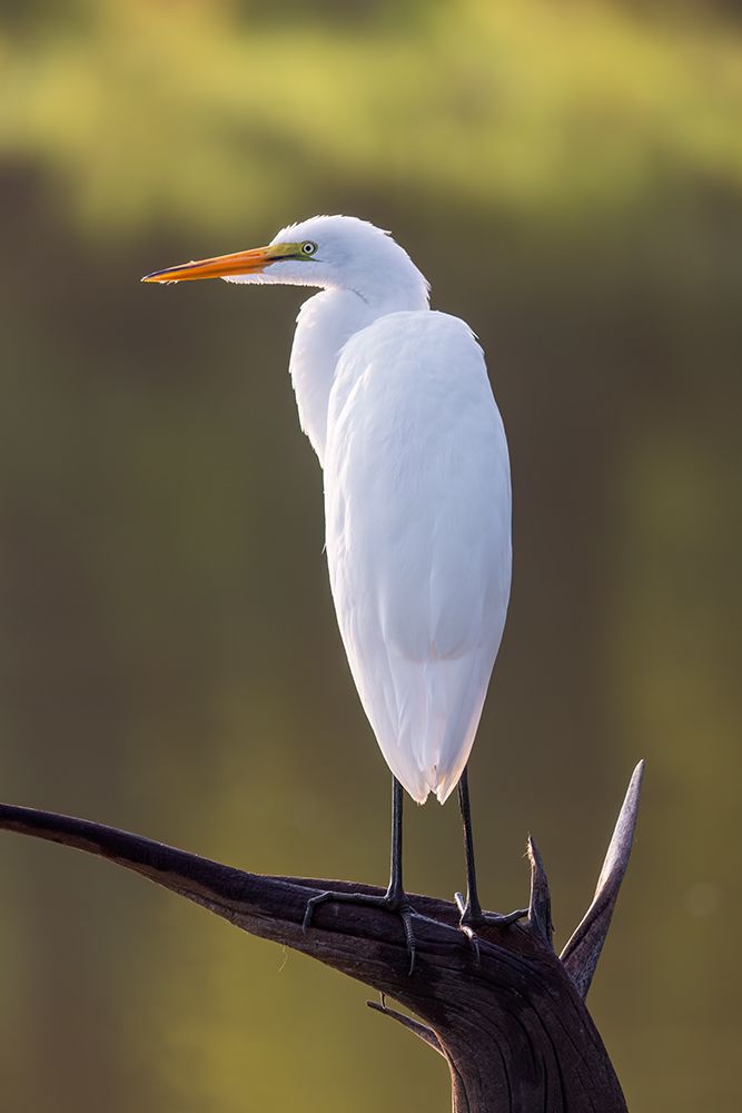 Great egret perched on old stump in wetland, Marion County, Illinois. art print by Richard and Susan Day for $57.95 CAD