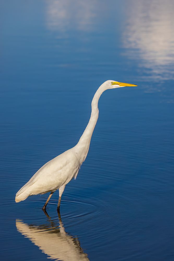 Great egret in wetland, Marion County, Illinois. art print by Richard and Susan Day for $57.95 CAD