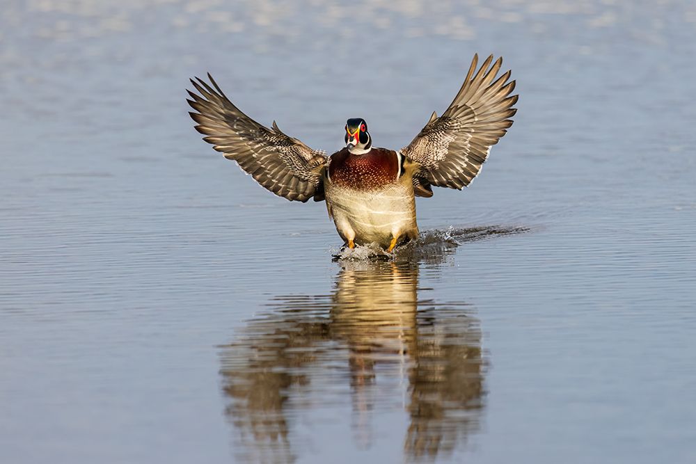 Wood duck male flying landing in wetland, Marion County, Illinois. art print by Richard and Susan Day for $57.95 CAD