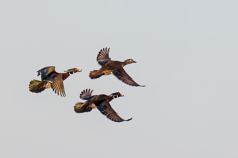 Wood duck males and female courtship flight, Marion County, Illinois. art print by Richard and Susan Day for $57.95 CAD