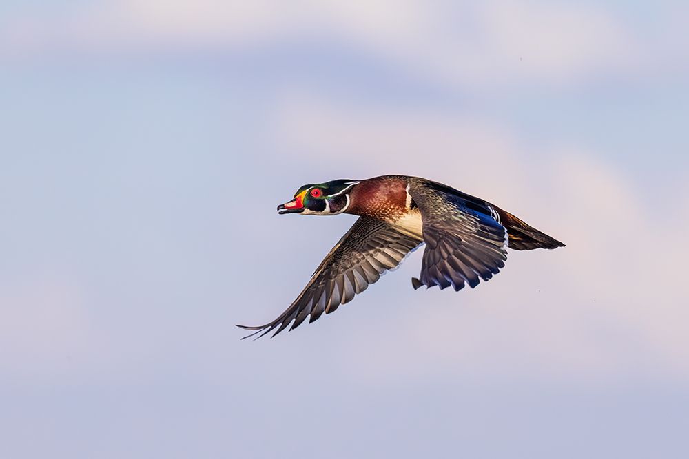 Wood duck male in flight, Marion County, Illinois. art print by Richard and Susan Day for $57.95 CAD