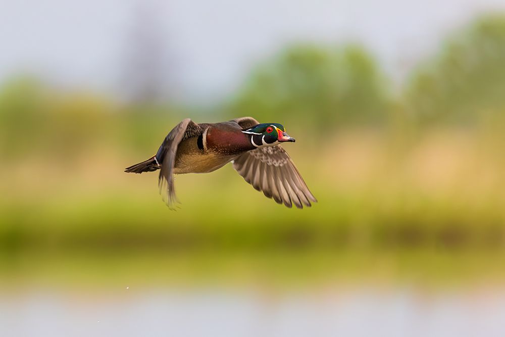 Wood duck male in flight, Marion County, Illinois. art print by Richard and Susan Day for $57.95 CAD