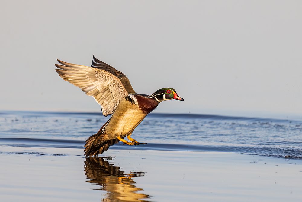 Wood duck male landing in wetland, Marion County, Illinois. art print by Richard and Susan Day for $57.95 CAD