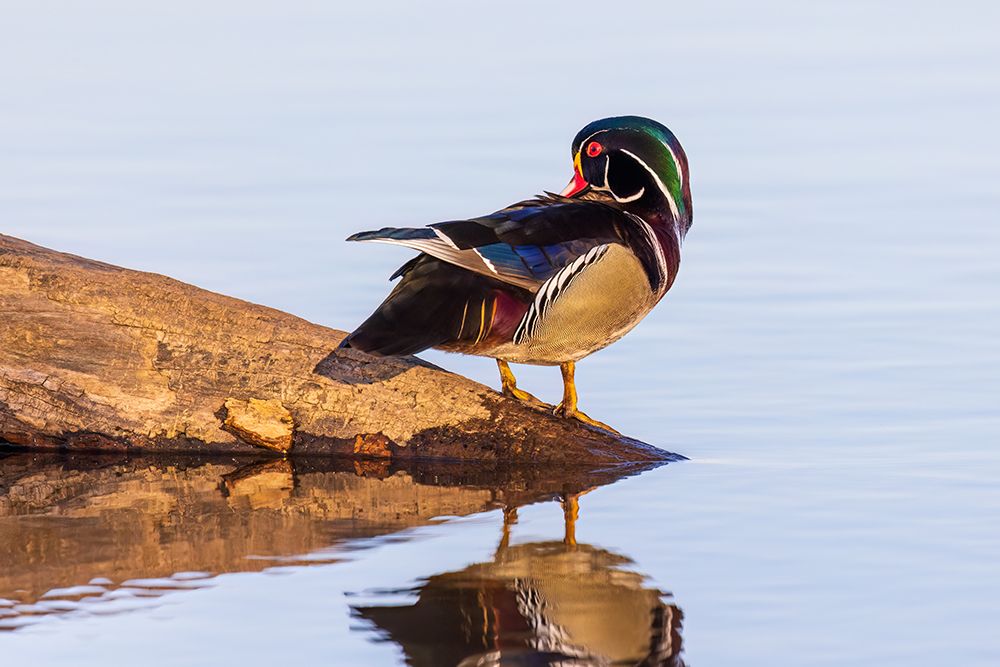 Wood duck male preening in wetland, Marion County, Illinois. art print by Richard and Susan Day for $57.95 CAD