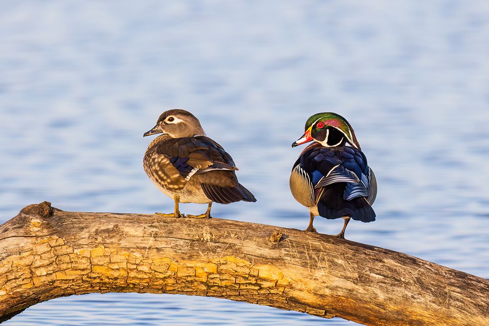 Wood ducks male and female in wetland, Marion County, Illinois. art print by Richard and Susan Day for $57.95 CAD