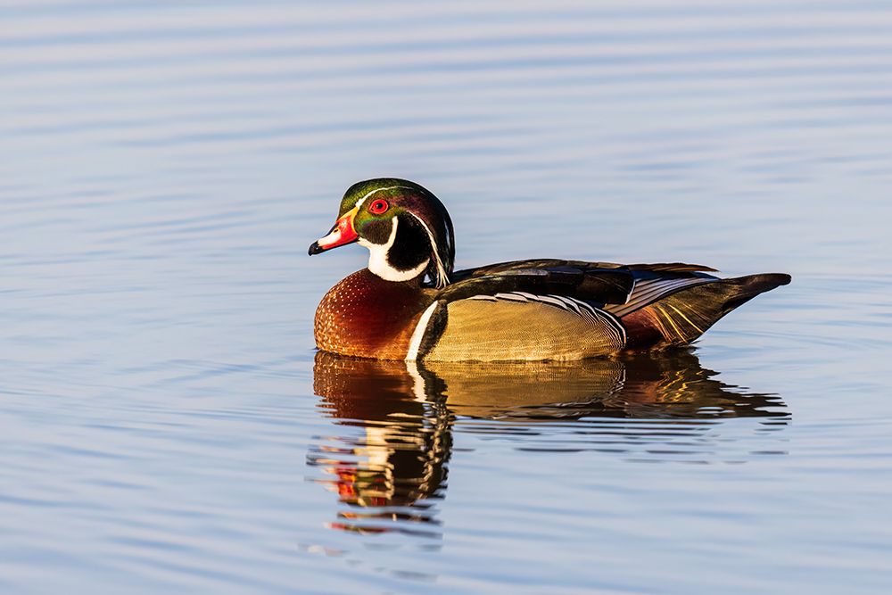 Wood duck male in wetland, Marion County, Illinois. art print by Richard and Susan Day for $57.95 CAD