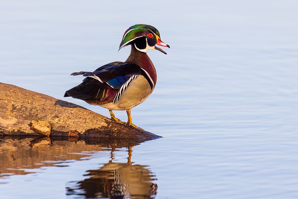 Wood duck male in wetland, Marion County, Illinois. art print by Richard and Susan Day for $57.95 CAD