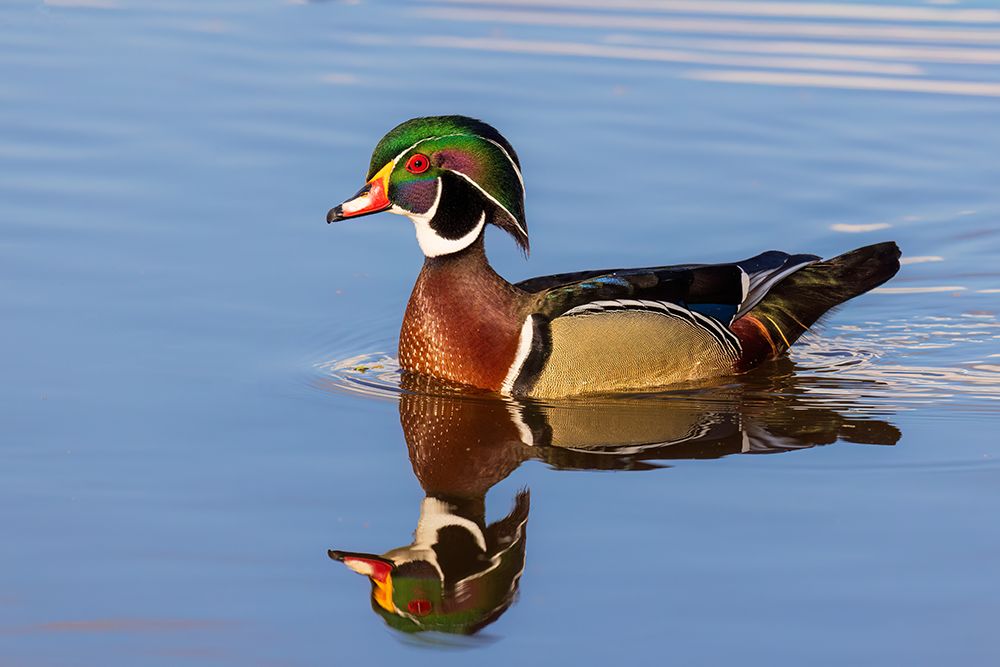 Wood duck male in wetland, Marion County, Illinois. art print by Richard and Susan Day for $57.95 CAD