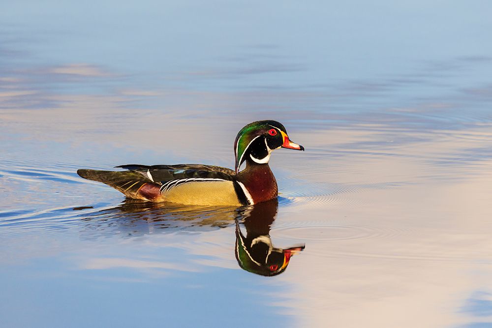 Wood duck male in wetland, Marion County, Illinois. art print by Richard and Susan Day for $57.95 CAD