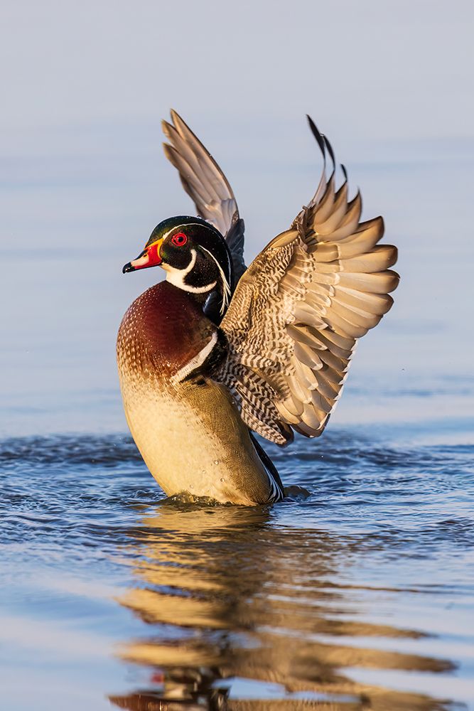 Wood duck male flapping wings in wetland, Marion County, Illinois. art print by Richard and Susan Day for $57.95 CAD