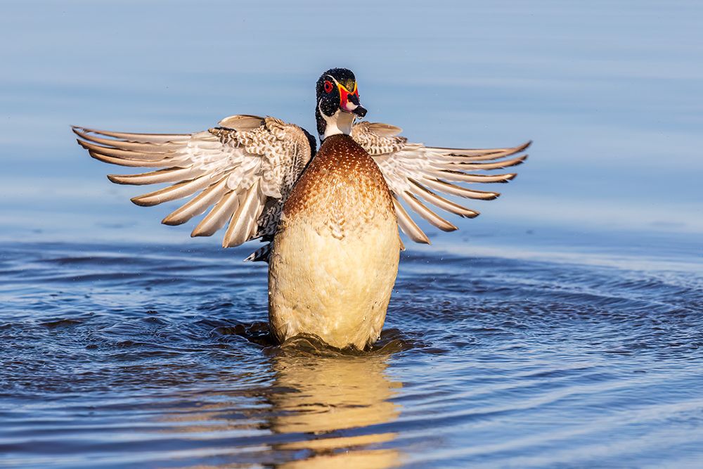Wood duck male flapping wings in wetland, Marion County, Illinois. art print by Richard and Susan Day for $57.95 CAD