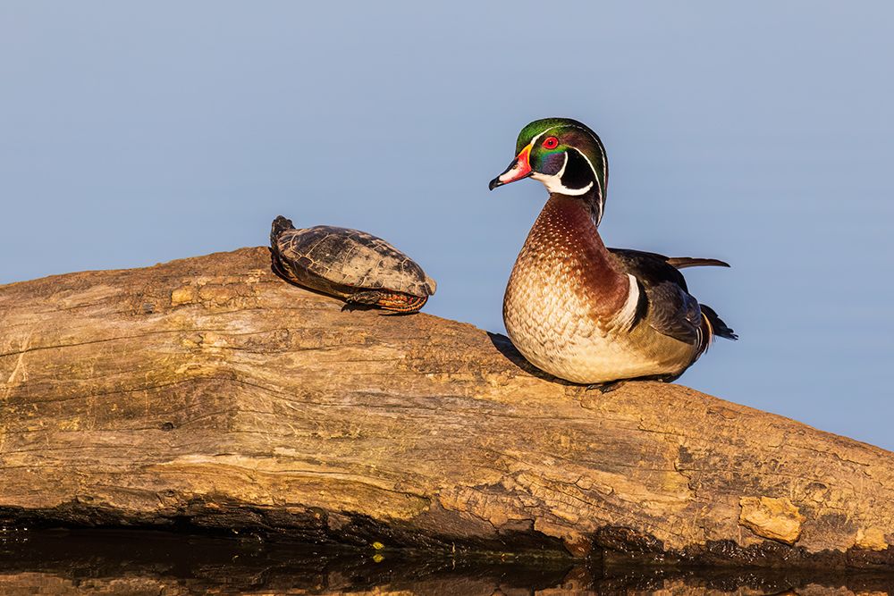 Wood duck male on log with painted turtle in wetland, Marion County, Illinois. art print by Richard and Susan Day for $57.95 CAD