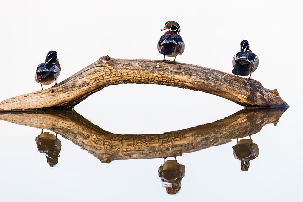 Wood duck males on log in wetland, Marion County, Illinois. art print by Richard and Susan Day for $57.95 CAD