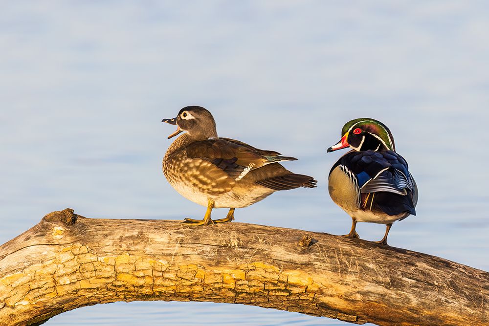 Wood duck male and female on log in wetland, Marion County, Illinois. art print by Richard and Susan Day for $57.95 CAD