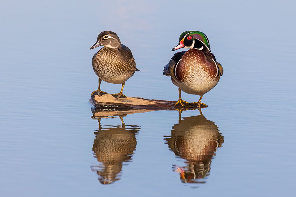 Wood duck male and female on log in wetland, Marion County, Illinois. art print by Richard and Susan Day for $57.95 CAD