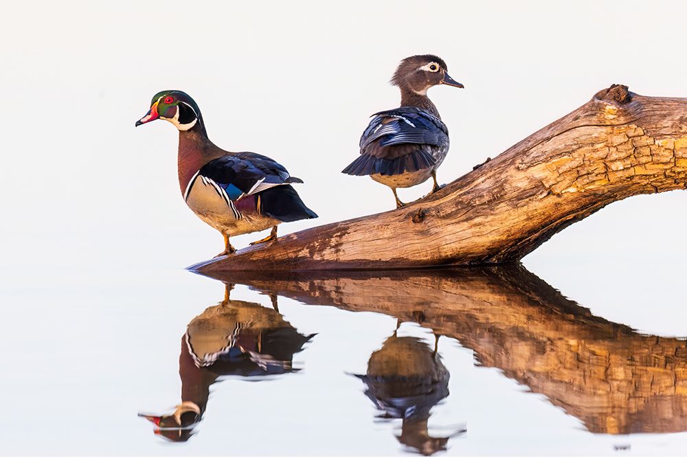Wood duck male and female on log in wetland, Marion County, Illinois. art print by Richard and Susan Day for $57.95 CAD
