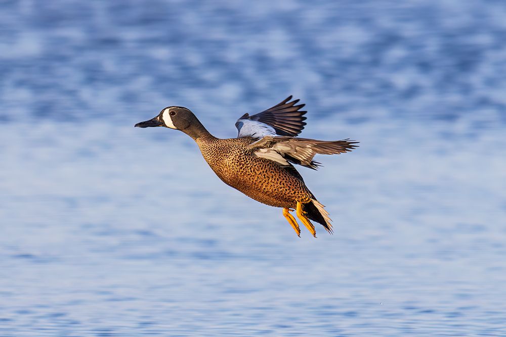 Blue-winged teal landing in wetland, Marion County, Illinois. art print by Richard and Susan Day for $57.95 CAD